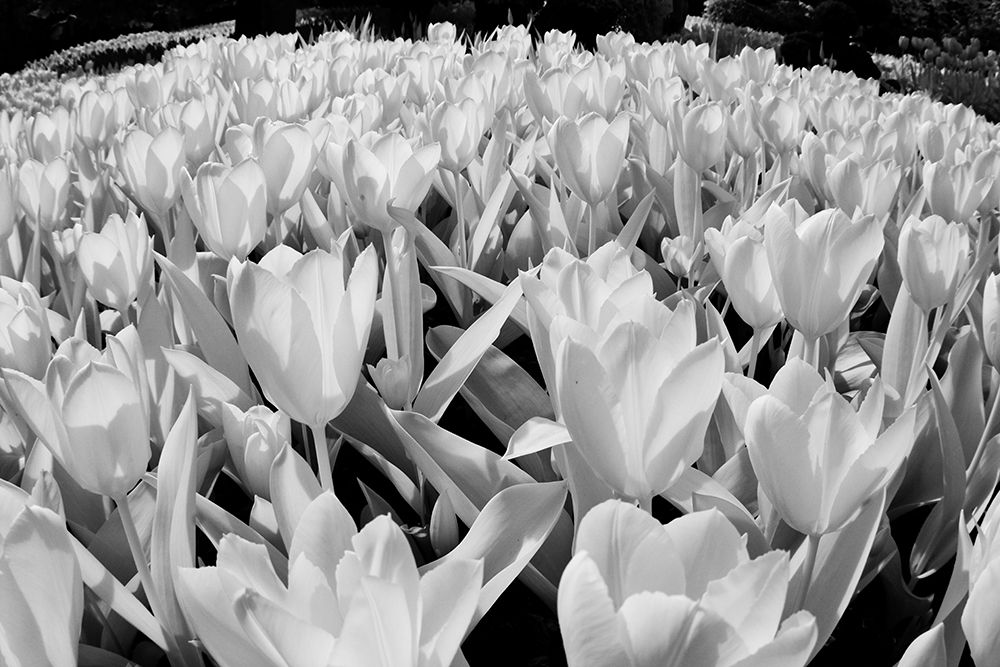 Wall Art Painting id:520344, Name: USA-Washington State-Skagit Valley-low angle of Tulip mass, Artist: Eggers, Terry