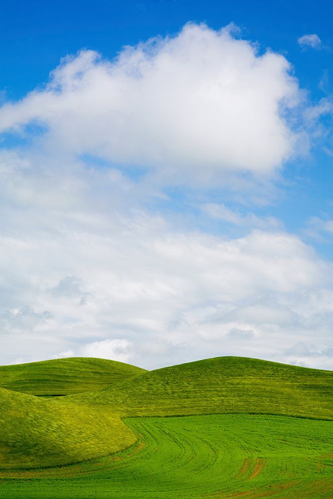 Wall Art Painting id:520348, Name: USA-Washington State-Palouse Region-Patterns in the fields of fresh green Spring wheat, Artist: Eggers, Terry