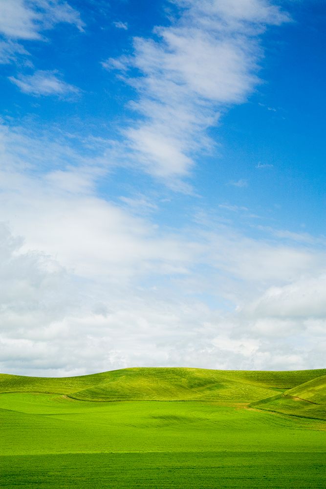 Wall Art Painting id:520349, Name: USA-Washington State-Palouse Region-Patterns in the fields of fresh green Spring wheat, Artist: Eggers, Terry