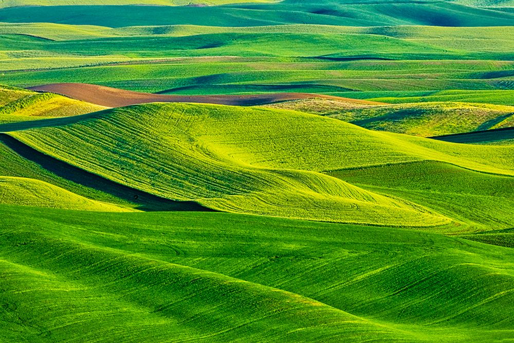 Wall Art Painting id:520352, Name: USA-Washington State-Palouse Region-Patterns in the fields of fresh green Spring wheat, Artist: Eggers, Terry