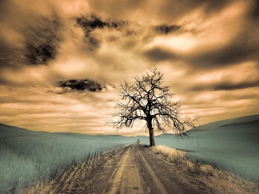 Wall Art Painting id:515384, Name: USA-Washington State-Palouse Infrared of lone tree along side country road, Artist: Eggers, Terry