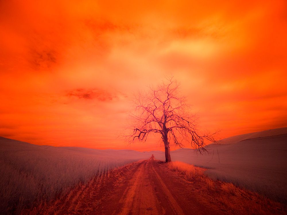 Wall Art Painting id:515385, Name: USA-Washington State-Palouse Infrared of lone tree along side country road, Artist: Eggers, Terry