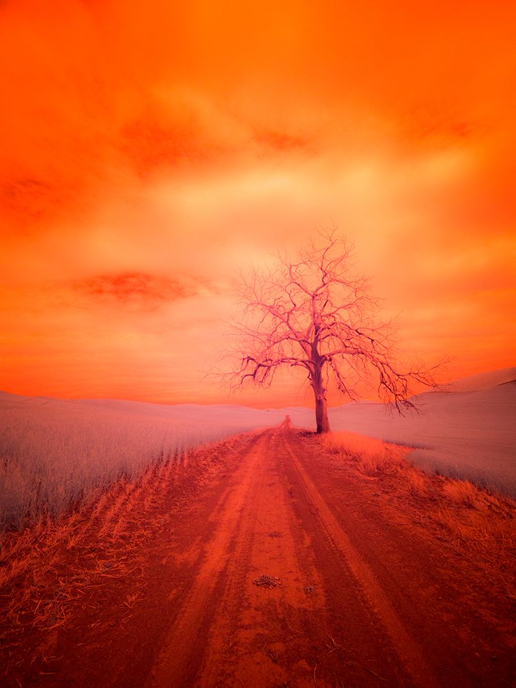 Wall Art Painting id:515386, Name: USA-Washington State-Palouse Infrared of lone tree along side country road, Artist: Eggers, Terry