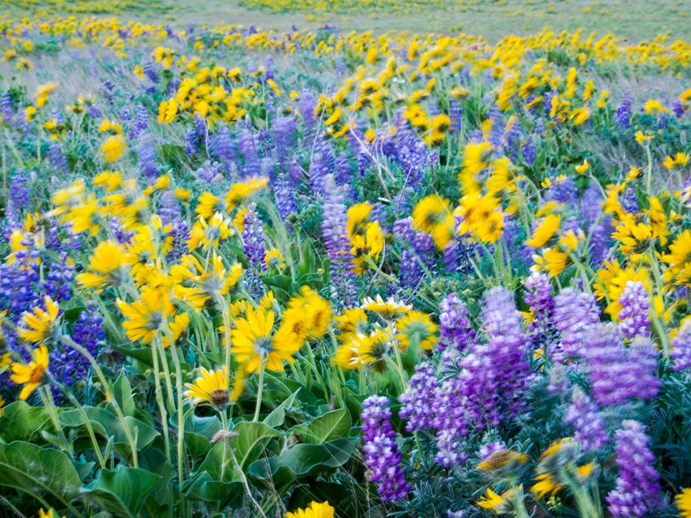 Wall Art Painting id:515390, Name: USA-Washington State Arrowleaf balsamroot and lupine, Artist: Eggers, Terry