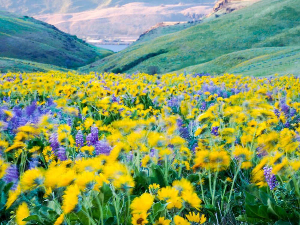 Wall Art Painting id:515391, Name: USA-Washington State Arrowleaf balsamroot and lupine, Artist: Eggers, Terry