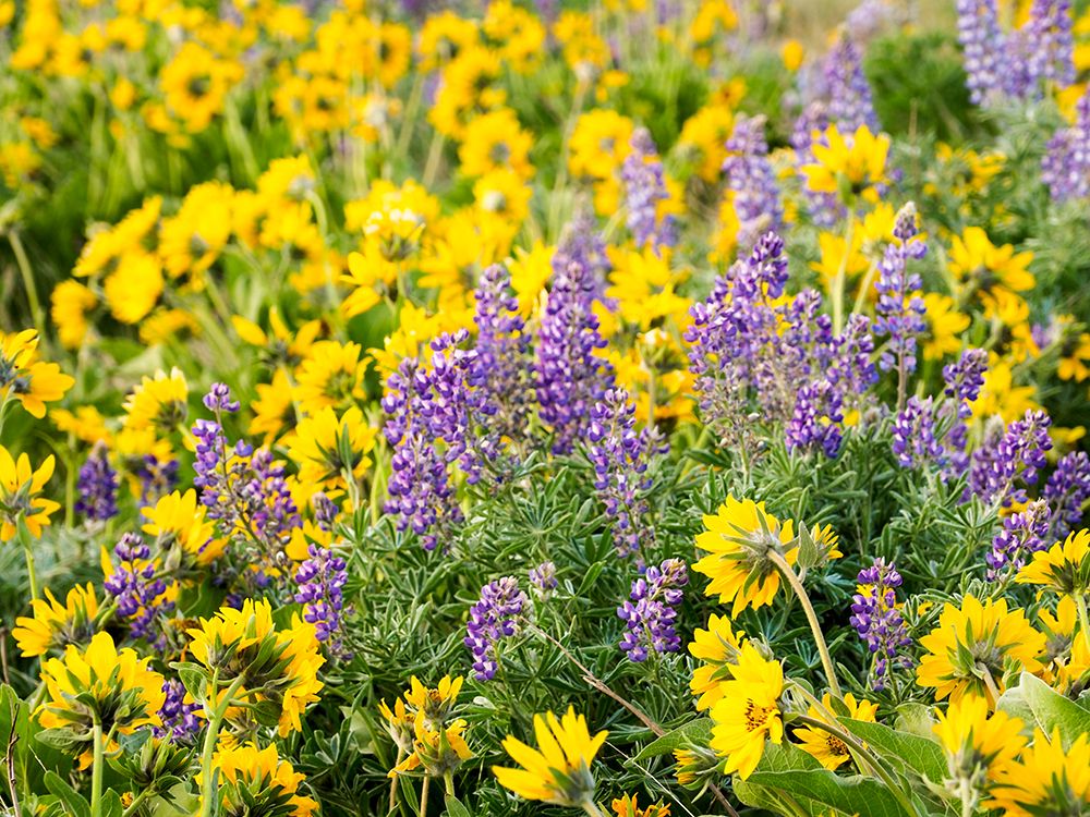 Wall Art Painting id:515394, Name: USA-Washington State Arrowleaf balsamroot and lupine, Artist: Eggers, Terry