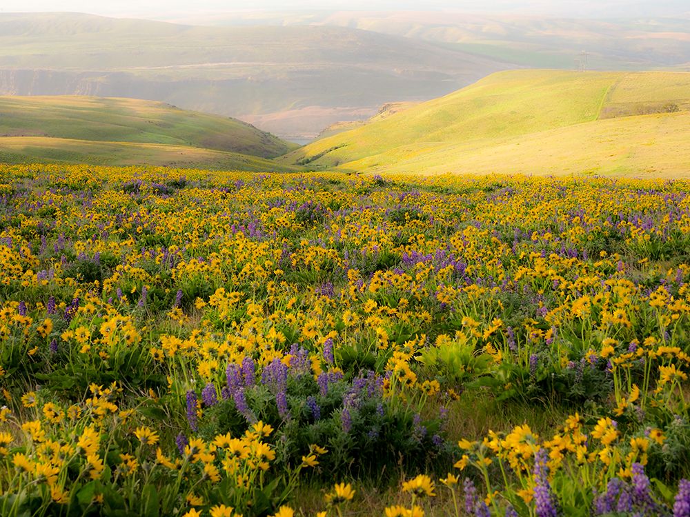 Wall Art Painting id:515395, Name: USA-Washington State Arrowleaf balsamroot and lupine, Artist: Eggers, Terry