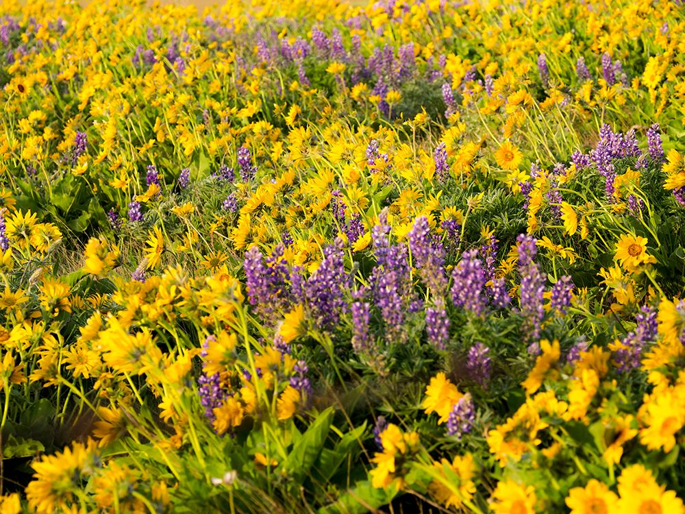 Wall Art Painting id:515396, Name: USA-Washington State Arrowleaf balsamroot and lupine, Artist: Eggers, Terry