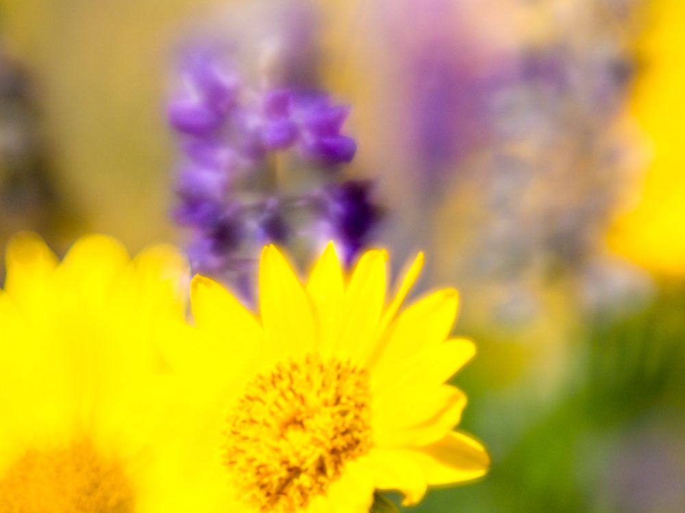 Wall Art Painting id:515399, Name: USA-Washington State Close-up of Arrowleaf Balsamroot and lupine, Artist: Eggers, Terry