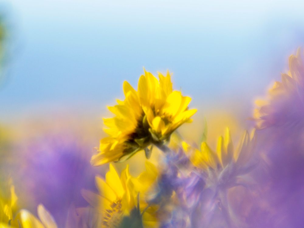 Wall Art Painting id:515401, Name: USA-Washington State Close-up of Arrowleaf Balsamroot and lupine, Artist: Eggers, Terry