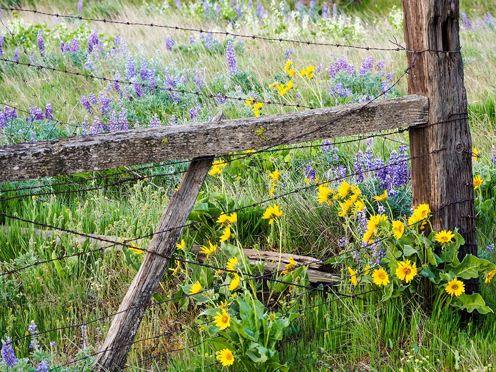 Wall Art Painting id:515404, Name: USA-Washington State Fence line with spring wildflowers, Artist: Eggers, Terry