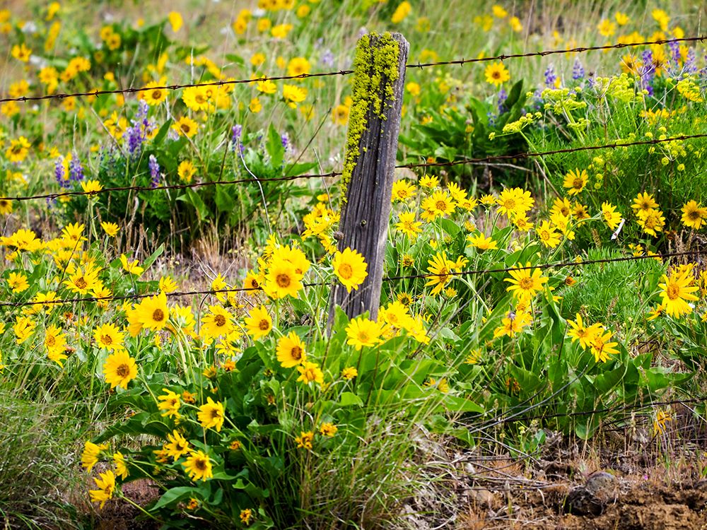 Wall Art Painting id:515405, Name: USA-Washington State Fence line with spring wildflowers, Artist: Eggers, Terry