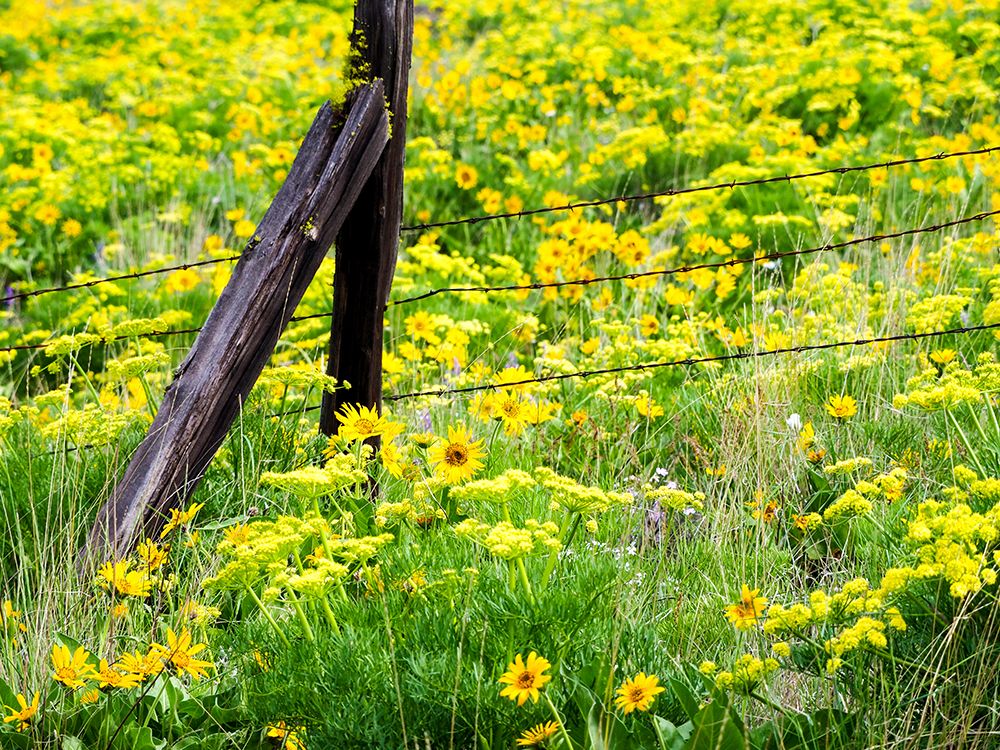 Wall Art Painting id:515406, Name: USA-Washington State Fence line with spring wildflowers, Artist: Eggers, Terry