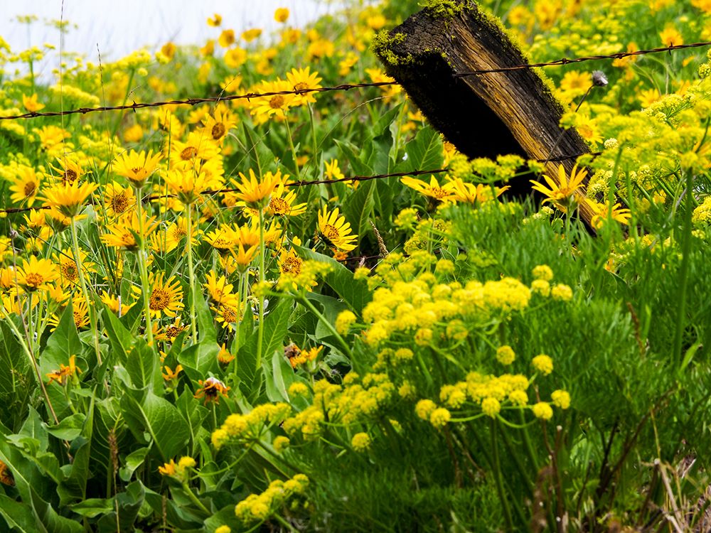 Wall Art Painting id:515407, Name: USA-Washington State Fence line with spring wildflowers, Artist: Eggers, Terry