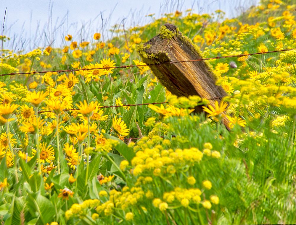 Wall Art Painting id:515408, Name: USA-Washington State Fence line and wildflowers, Artist: Eggers, Terry