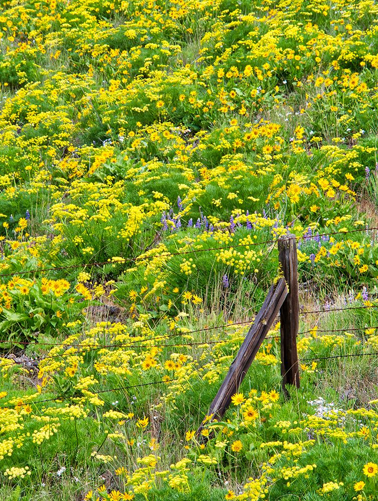 Wall Art Painting id:515409, Name: USA-Washington State Fence line and wildflowers, Artist: Eggers, Terry