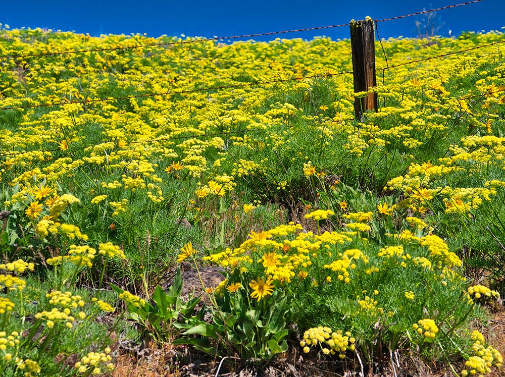 Wall Art Painting id:515410, Name: USA-Washington State Fence line and wildflowers, Artist: Eggers, Terry