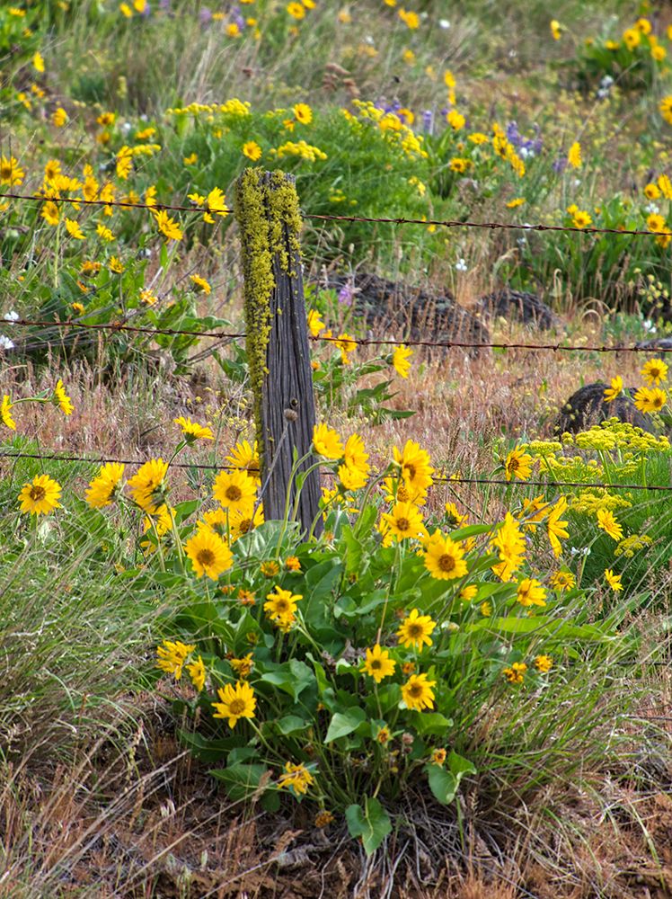 Wall Art Painting id:515411, Name: USA-Washington State Fence line and wildflowers, Artist: Eggers, Terry