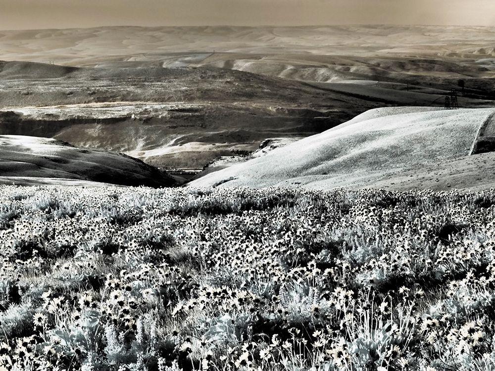 Wall Art Painting id:515416, Name: USA-Washington State Infrared capture Spring wildflowers and hills, Artist: Eggers, Terry