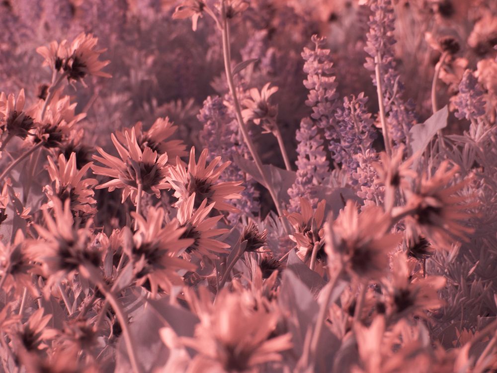 Wall Art Painting id:515418, Name: USA-Washington State Infrared capture wildflowers in bloom, Artist: Eggers, Terry