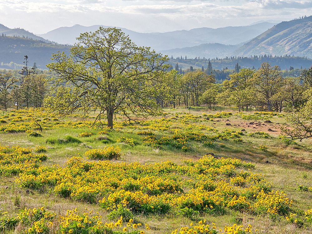 Wall Art Painting id:515419, Name: USA-Washington State Lone Oak Tree in field of wildflowers, Artist: Eggers, Terry