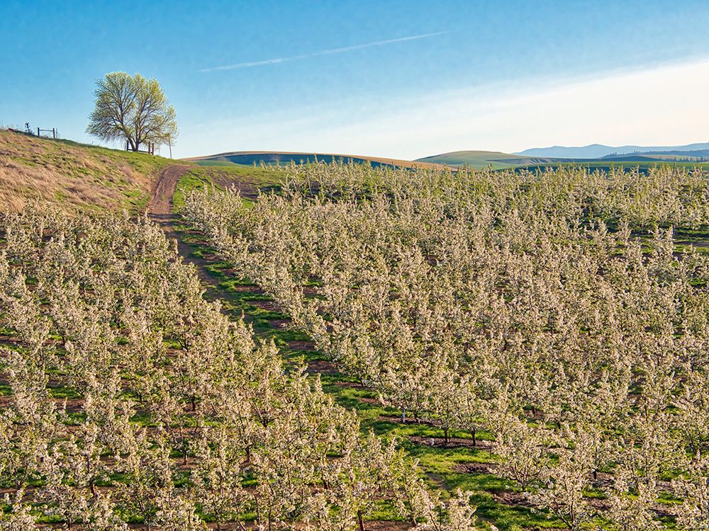 Wall Art Painting id:515420, Name: USA-Washington State Lone tree on hillside of orchard of apples, Artist: Eggers, Terry