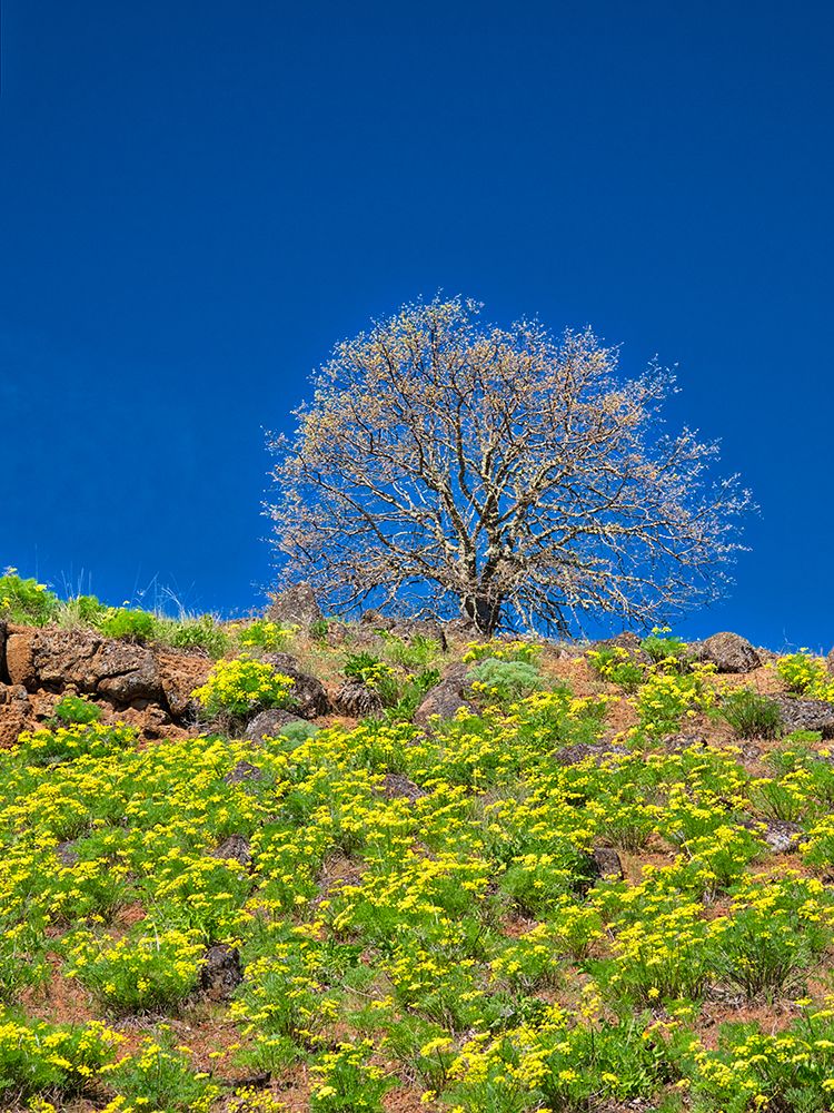 Wall Art Painting id:515421, Name: USA-Washington State Lone Tree on hillside with spring wildflowers, Artist: Eggers, Terry