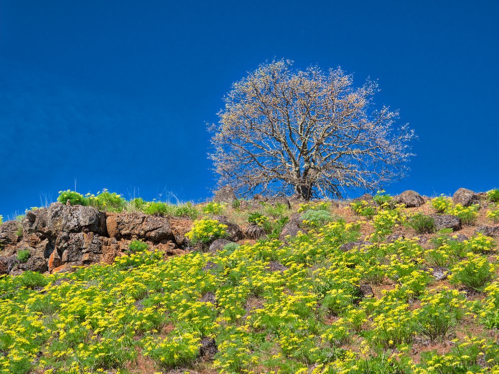 Wall Art Painting id:515422, Name: USA-Washington State Lone Tree on hillside with spring wildflowers, Artist: Eggers, Terry