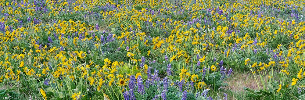 Wall Art Painting id:515423, Name: USA-Washington State Panorama of Columbia River Gorge covered in arrowleaf balsamroot and lupine, Artist: Eggers, Terry