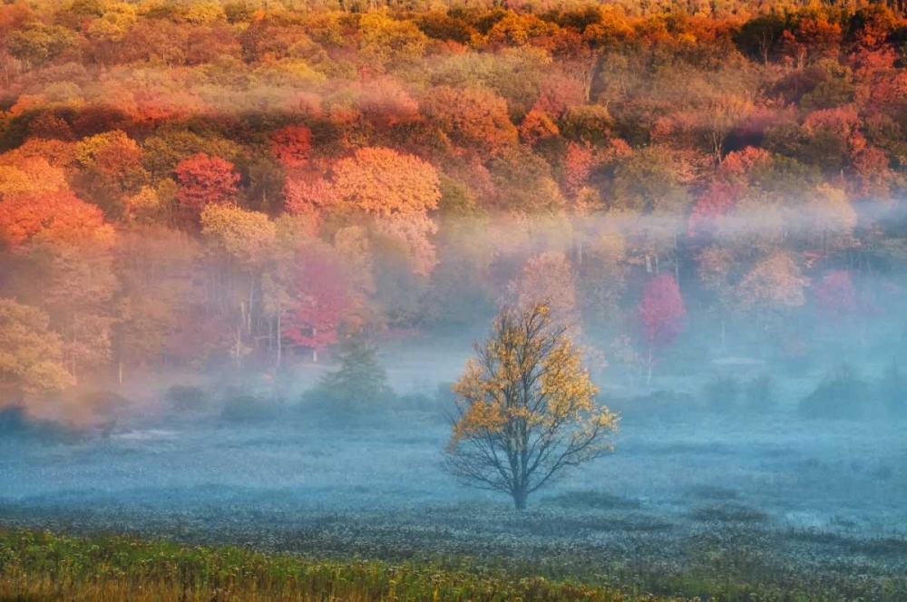 Wall Art Painting id:131466, Name: WV, Davis Misty valley and forest in Autumn, Artist: OBrien, Jay