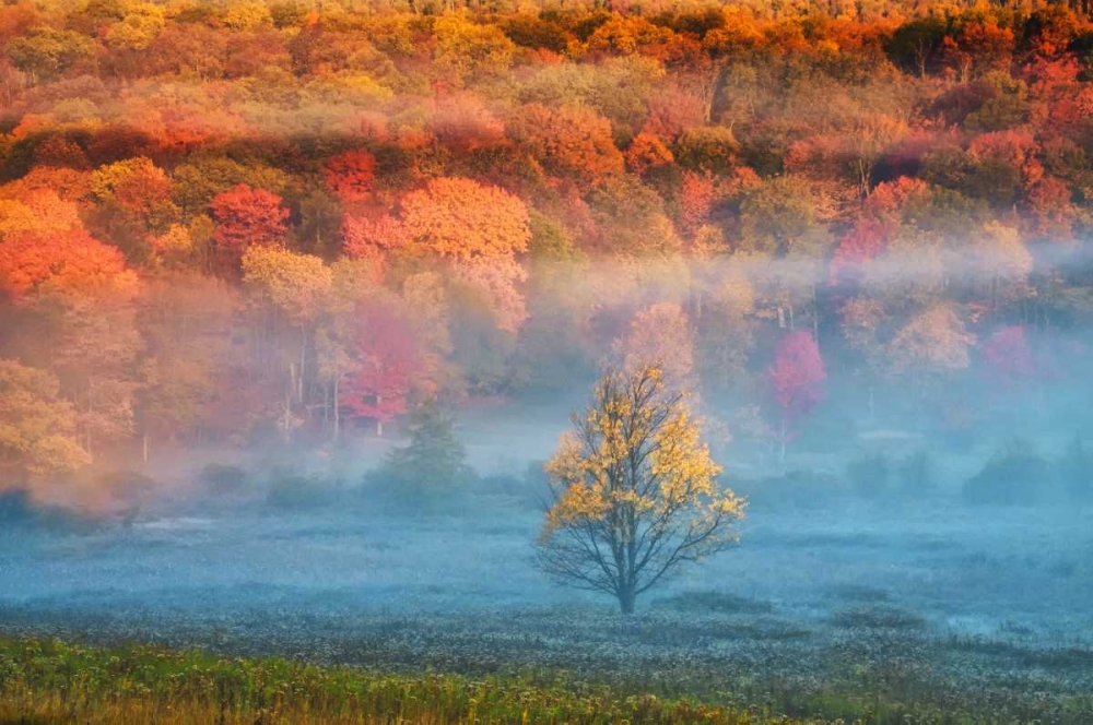 Wall Art Painting id:131420, Name: WV, Davis Mist and forest in autumn color, Artist: OBrien, Jay