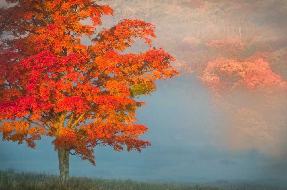 Wall Art Painting id:131421, Name: WV, Davis Mist and forest in autumn color, Artist: OBrien, Jay