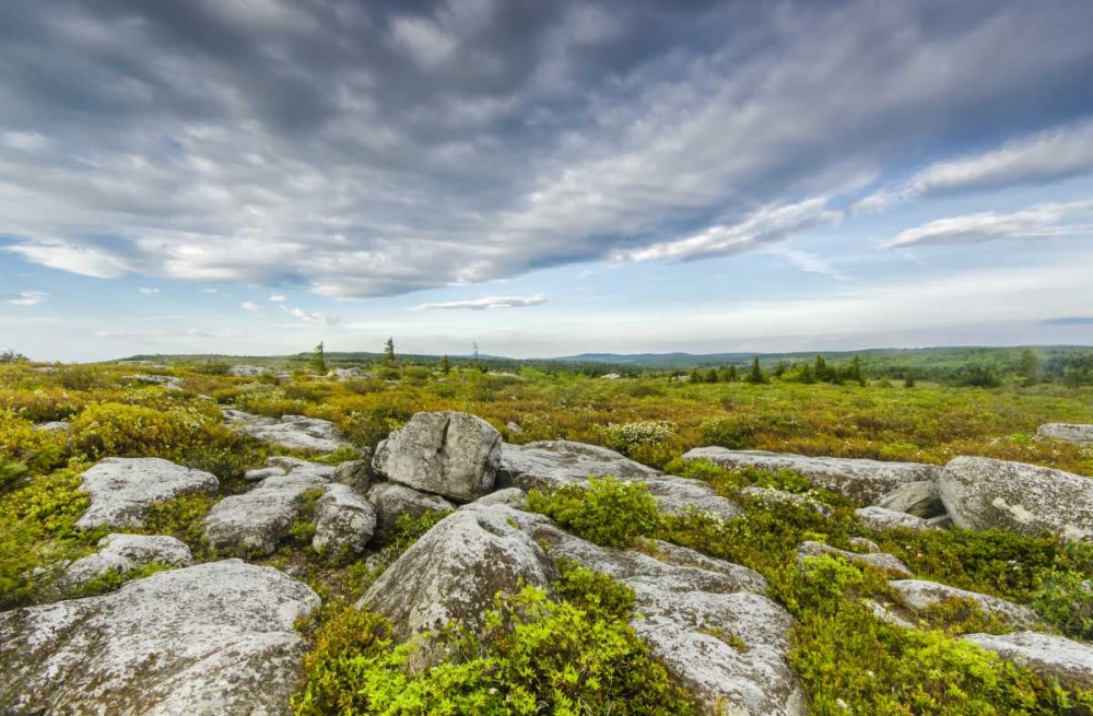 Wall Art Painting id:131446, Name: WV, Landscape in Dolly Sods Wilderness Area, Artist: OBrien, Jay