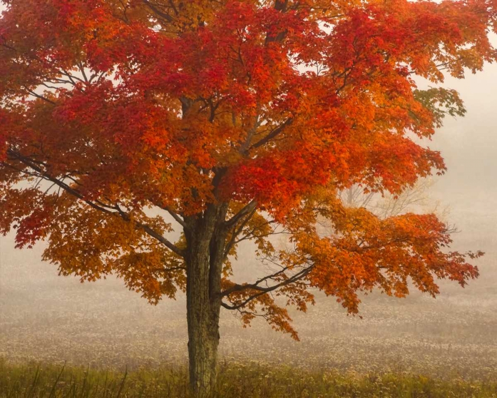 Wall Art Painting id:131545, Name: West Virginia, Canaan Valley SP Tree in autumn, Artist: OBrien, Jay