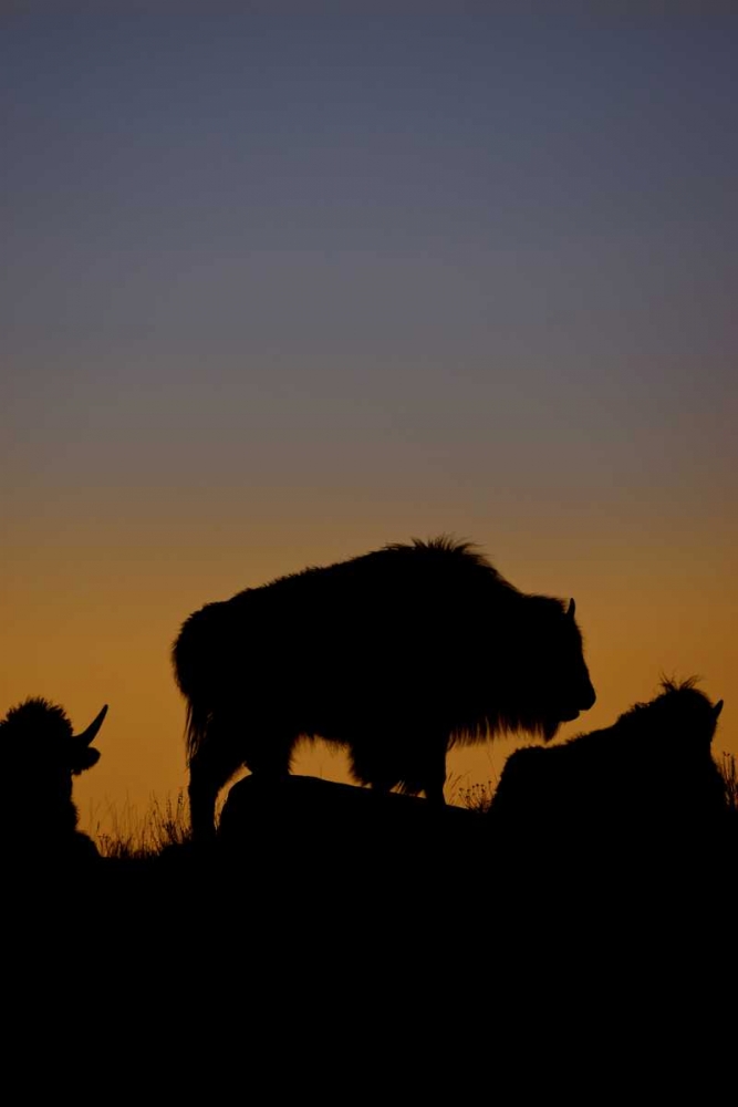 Wall Art Painting id:128182, Name: WY, Yellowstone Bson silhouetted at sunset, Artist: Grall, Don