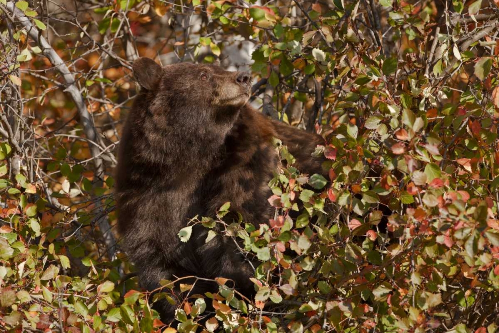 Wall Art Painting id:128295, Name: WY, Grand Tetons Black bear foraging for food, Artist: Grall, Don