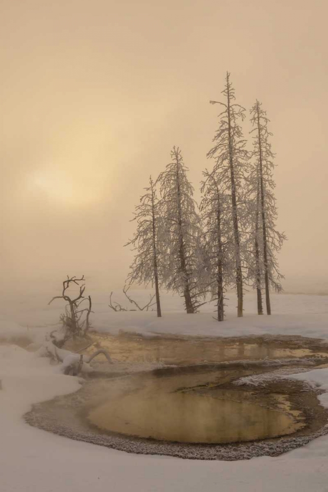 Wall Art Painting id:129758, Name: USA, Wyoming, Yellowstone NP Foggy winter scenic, Artist: Illg, Cathy and Gordon