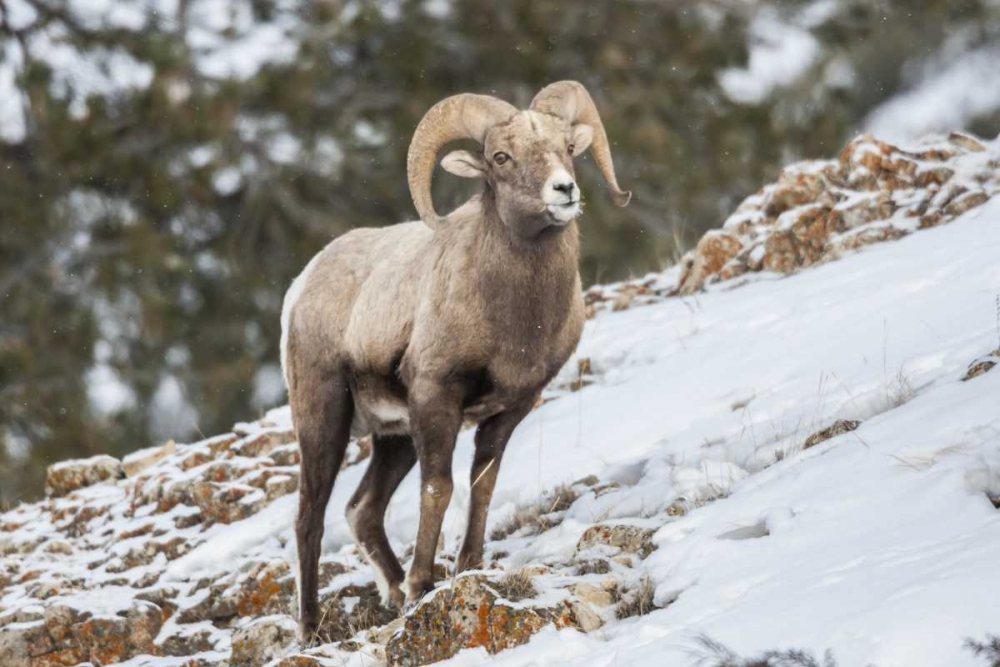 Wall Art Painting id:129251, Name: Wyoming, Yellowstone NP Bighorn sheep in snow, Artist: Illg, Cathy and Gordon