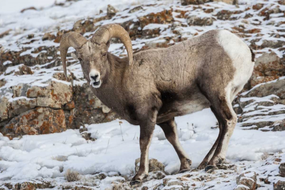 Wall Art Painting id:129252, Name: Wyoming, Yellowstone NP Bighorn sheep in snow, Artist: Illg, Cathy and Gordon