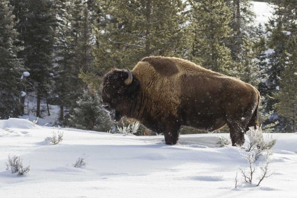 Wall Art Painting id:129386, Name: Wyoming, Yellowstone NP Bison standing in snow, Artist: Illg, Cathy and Gordon