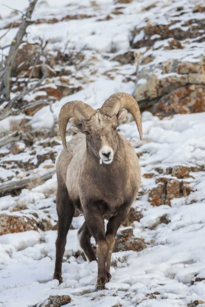 Wall Art Painting id:129253, Name: Wyoming, Yellowstone NP Bighorn sheep in snow, Artist: Illg, Cathy and Gordon