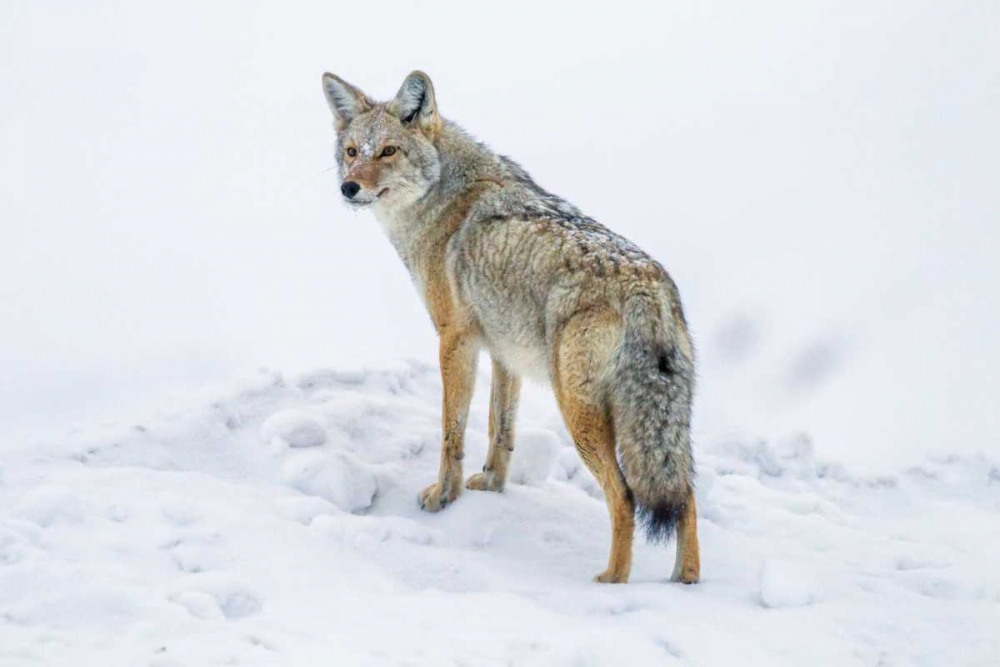 Wall Art Painting id:129642, Name: Wyoming, Yellowstone NP Coyote on alert in snow, Artist: Illg, Cathy and Gordon