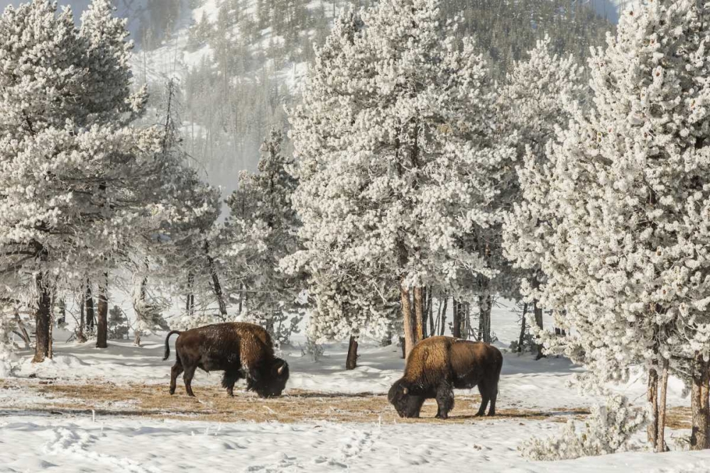 Wall Art Painting id:129148, Name: Wyoming, Yellowstone NP Winter grazing bison, Artist: Illg, Cathy and Gordon