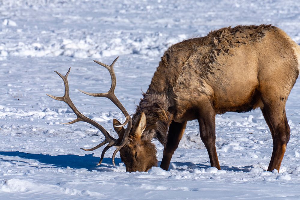 Wall Art Painting id:550283, Name: USA- Wyoming- National Elk Refuge. Bull elk seeking food beneath snow., Artist: Jaynes Gallery