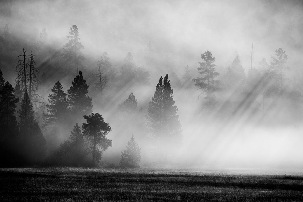 Wall Art Painting id:520471, Name: USA-Wyoming-Yellowstone National Park-Early morning fog with light rays through the trees, Artist: Hopkins, Cindy Miller