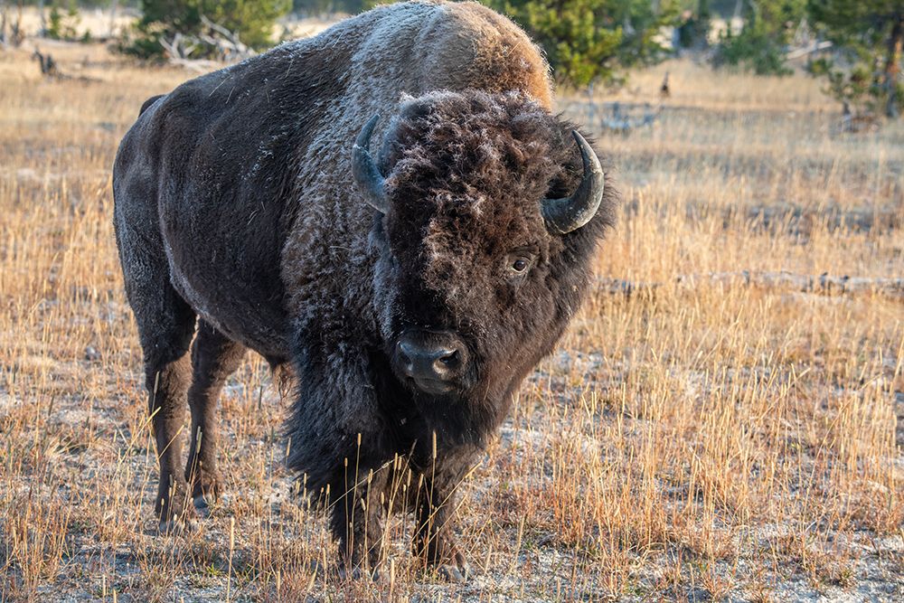 Wall Art Painting id:520474, Name: USA-Wyoming-Yellowstone National Park-Upper Geyser Basin-Lone male American bison-aka buffalo with , Artist: Hopkins, Cindy Miller