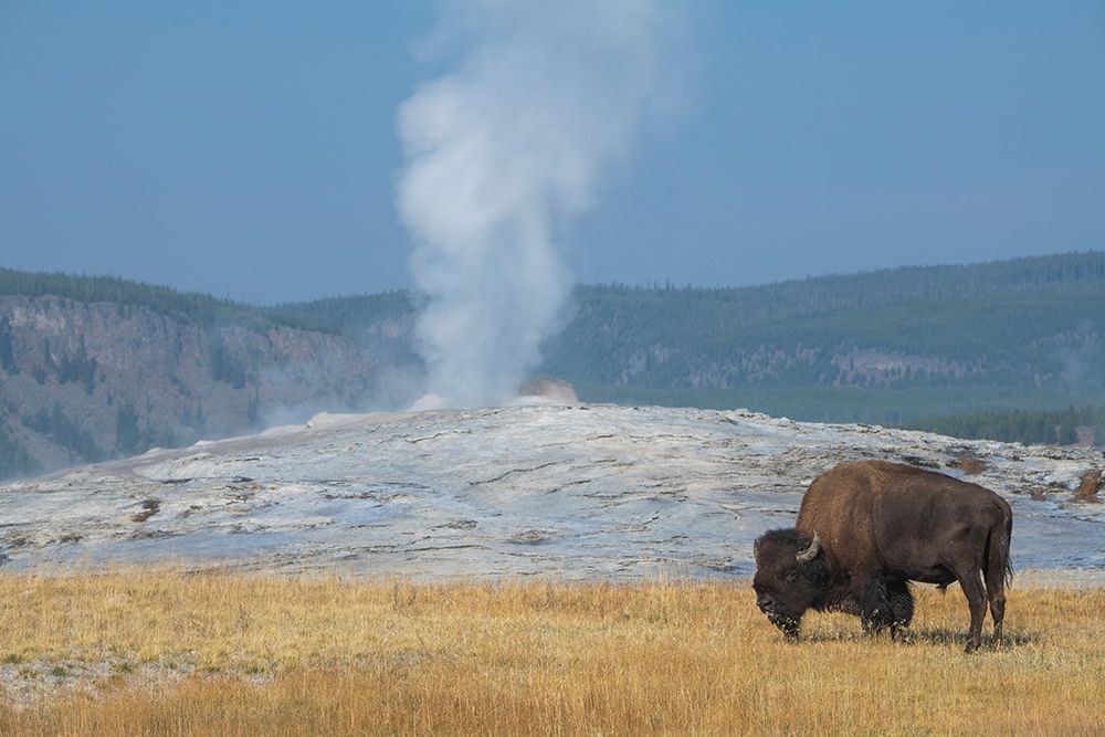 Wall Art Painting id:520476, Name: USA-Wyoming-Yellowstone National Park-Upper Geyser Basin-Lone male American bison-aka buffalo-in fr, Artist: Hopkins, Cindy Miller