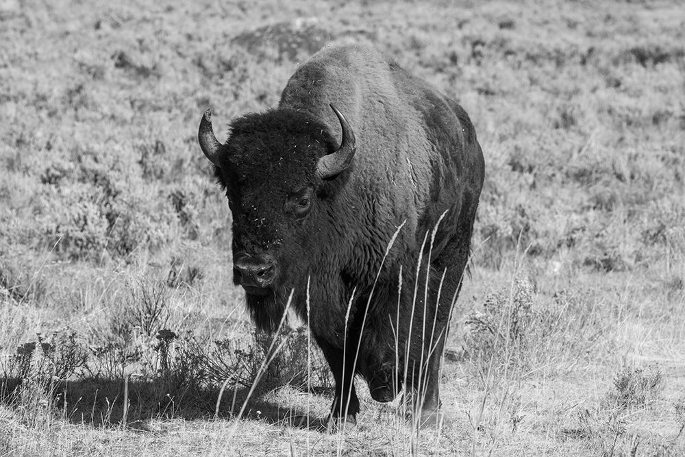 Wall Art Painting id:520488, Name: USA-Wyoming-Yellowstone National Park-Lamar Valley-American bison, Artist: Hopkins, Cindy Miller