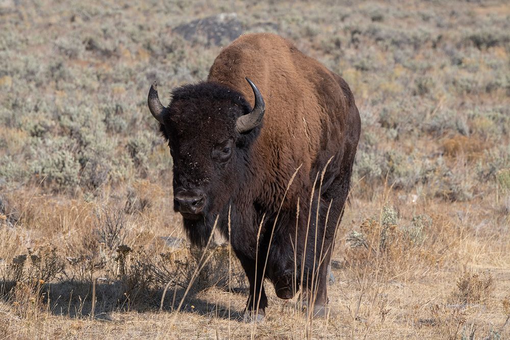 Wall Art Painting id:520489, Name: USA-Wyoming-Yellowstone National Park-Lamar Valley-American bison, Artist: Hopkins, Cindy Miller