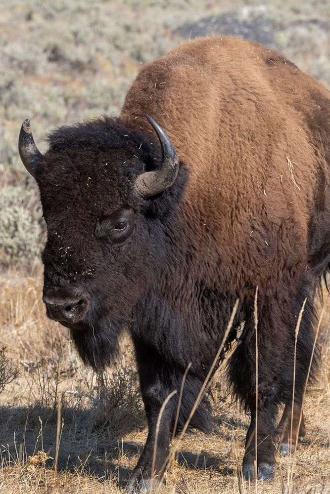 Wall Art Painting id:520491, Name: USA-Wyoming-Yellowstone National Park-Lamar Valley-Male American bison, Artist: Hopkins, Cindy Miller